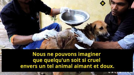 Brûlé à l'acide, ce pauvre chien a pu être soigné et aimé...