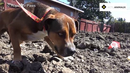 Trop effrayé, ce pauvre chien ne pouvait pas bouger...