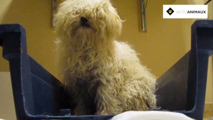 Ce chien allait être euthanasié... pourtant, quelques minutes avant, il a reçu le plus beau des cadeaux !