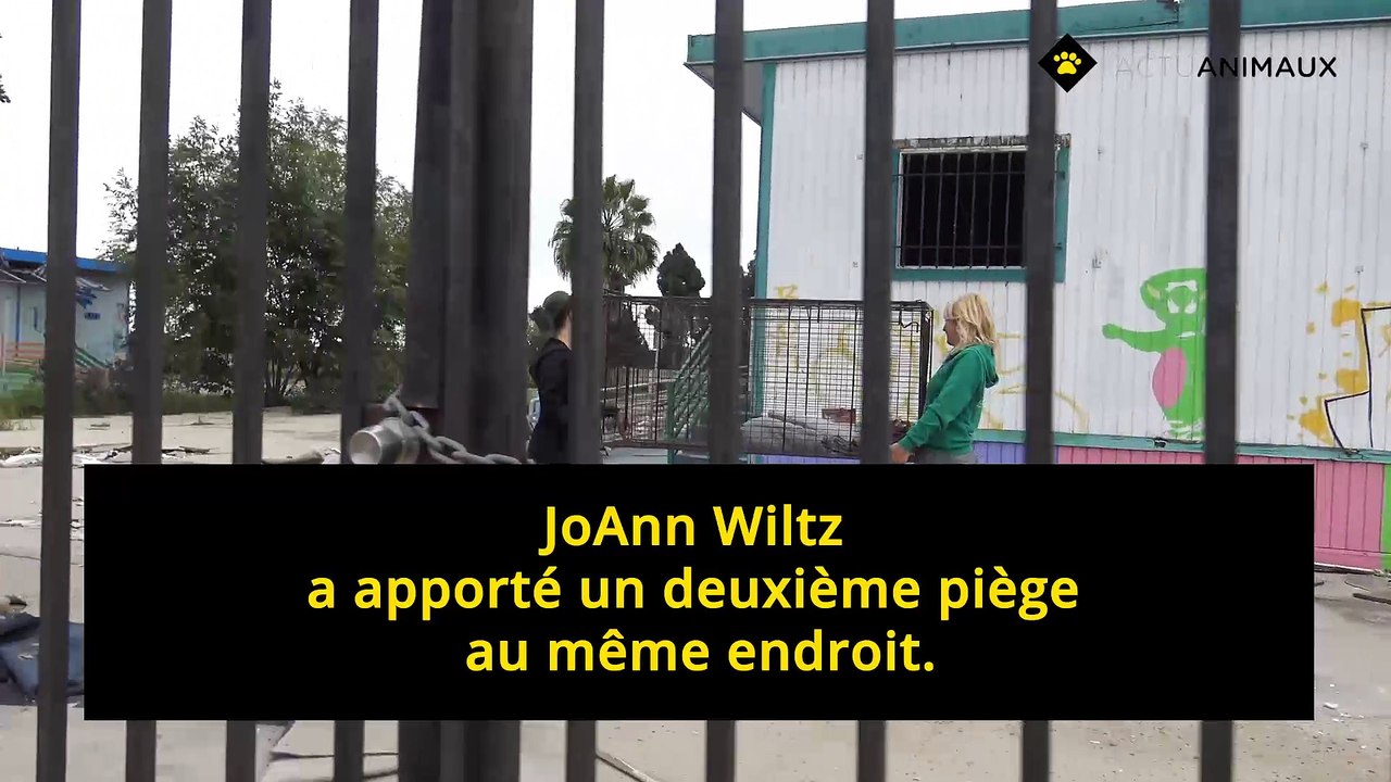 Cette Pitbull enceinte n'était pas seule dans cette école abandonnée !!