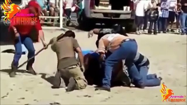 야생 동물의 공격 ✫ 위험한 동물 공격인간의 ✫ 동물 싸움