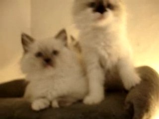 Envie de jouer 50s avec Clovis et Cléo 🎮