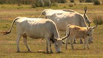 Neusiedler See – der Nationalpark, eine Heimat für Tiere und Pflanzen