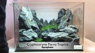 Aquascaping réalisation - Laurent Garcia - Aquarilis