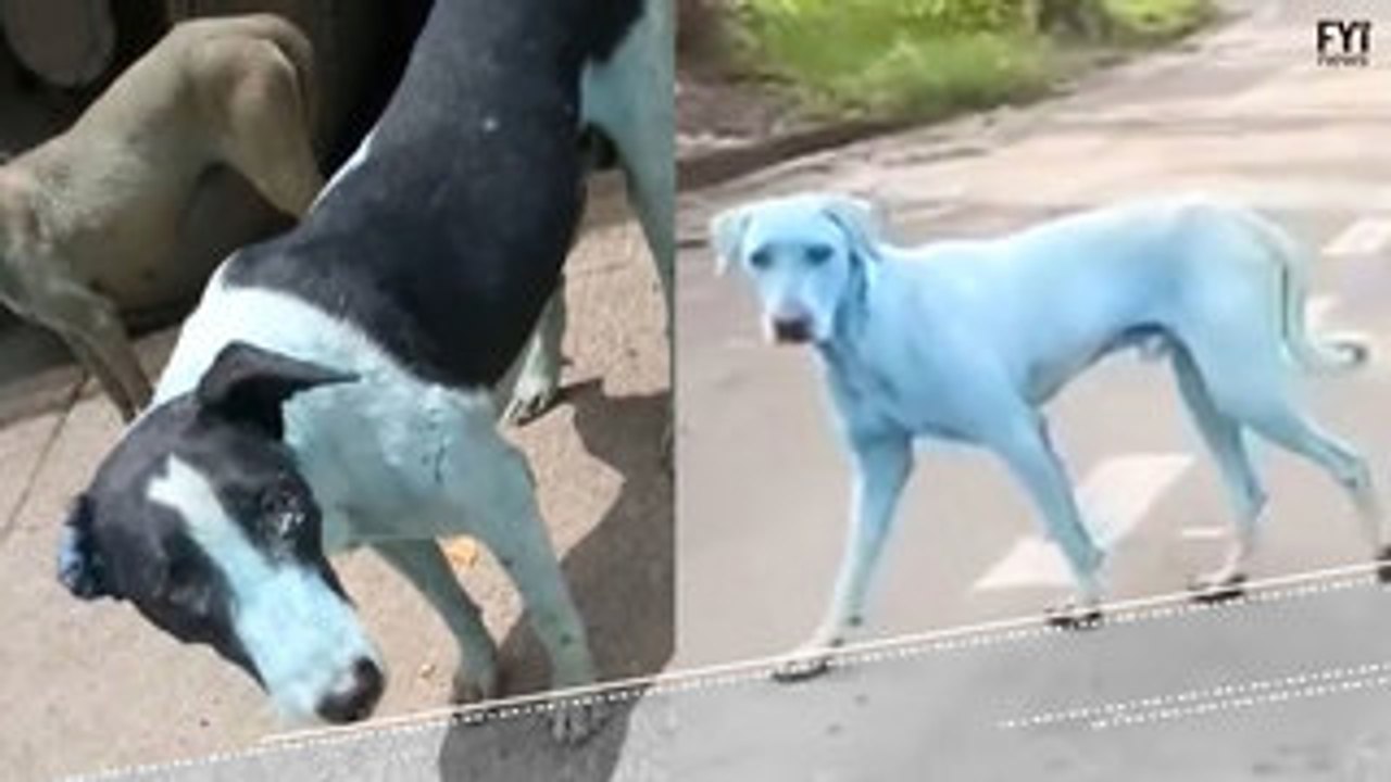 Why Are These Dogs Blue?