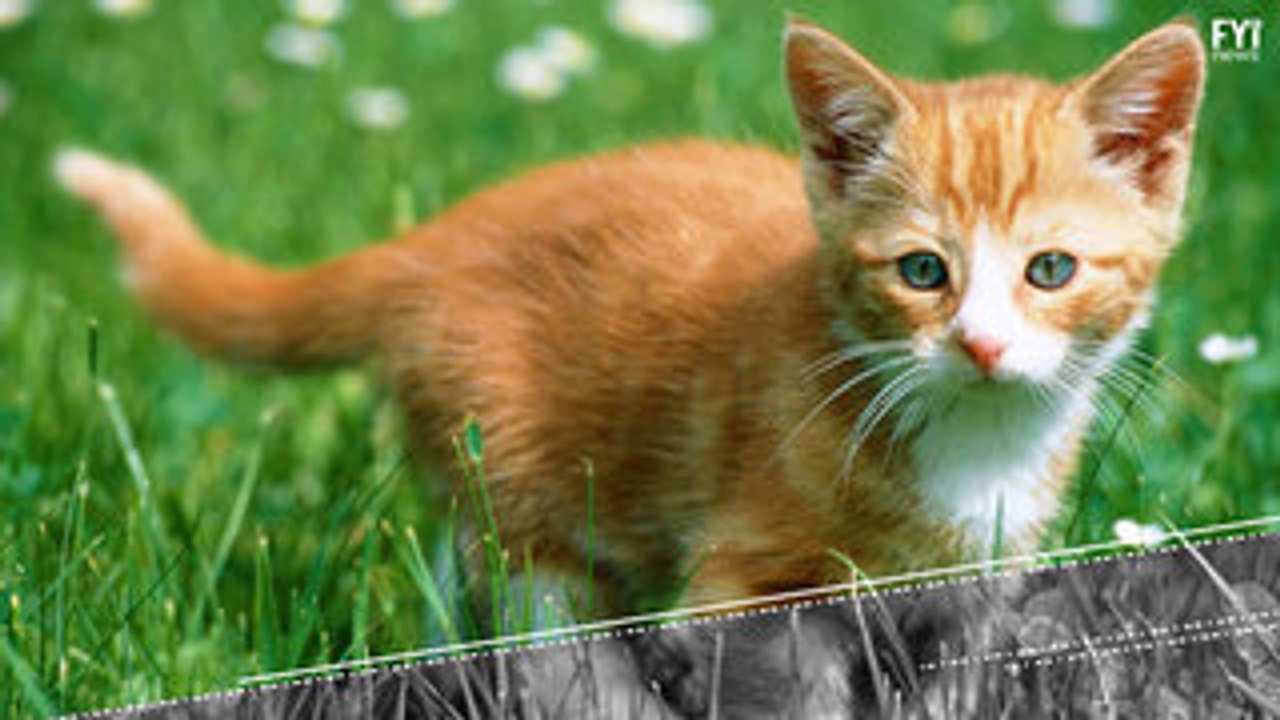 Kitten With Broken Spine Has Hope