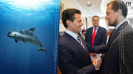 The Dream Team to Save Vaquitas