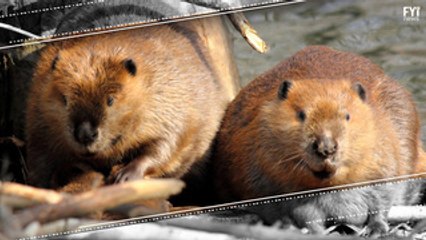 Beavers Are The Ecosystem Engineers