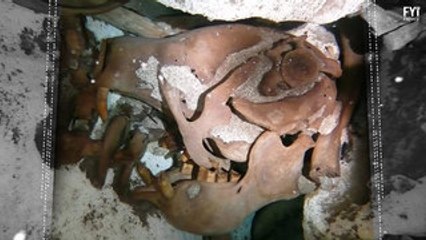 A New Sloth Species Discovered