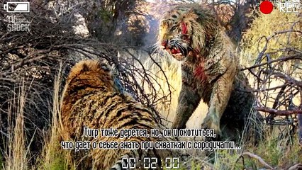 Top 10 des meilleures attaques de lion contre le tigre
