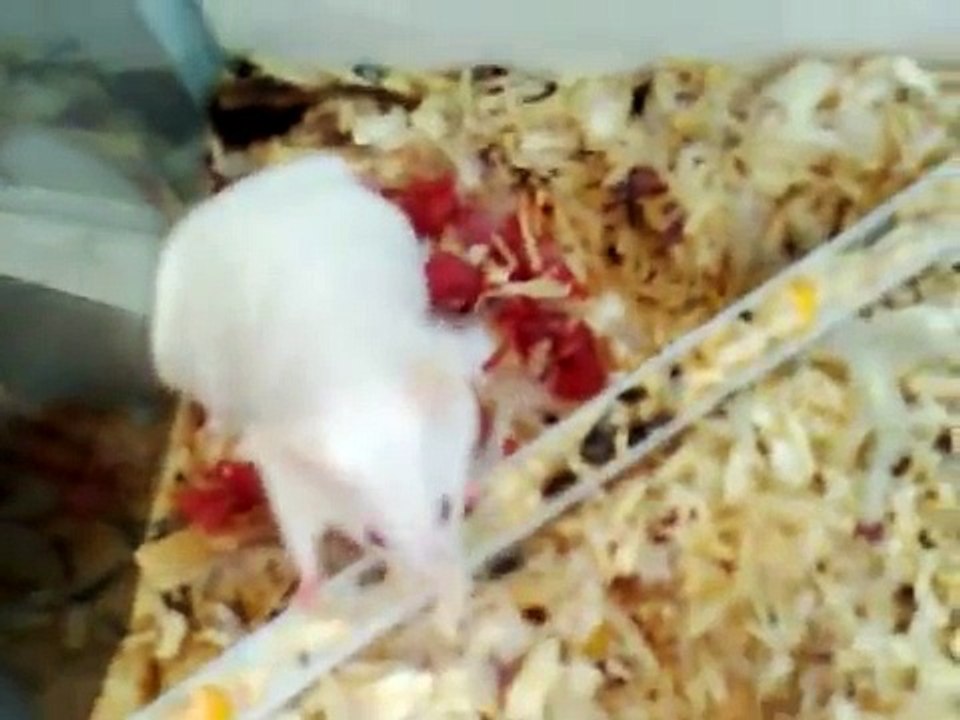 raton pariendo