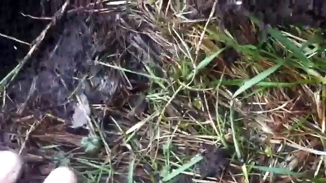 Sondeln new Treasure Hunting Germany Found NAZI...