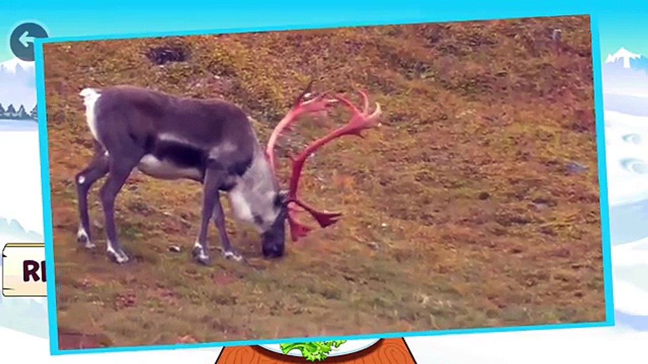 Learning names and sounds polar animals | New Videos and pictures of arctic animals for kids