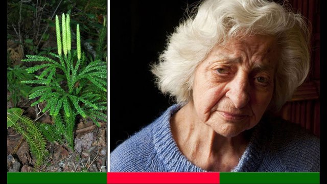 CÂY THÔNG ĐẤT điều trị bệnh Alzheimer, phục hồi trí nhớ, sa sút trí tuệ