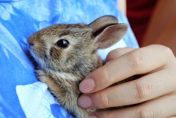 Cute Funny Baby Bunny Rabbit / प्यारा मजेदार बेबी खरगोश!