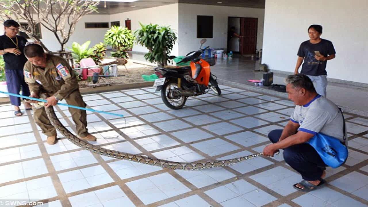 पहले वाशिंग मशीन में मिला अजगर उसके बाद जो हुवा हैरान करदेने वाला था | Python In Washing Machine