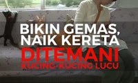 Naik Kereta Ini Ditemani Kucing-Kucing lucu