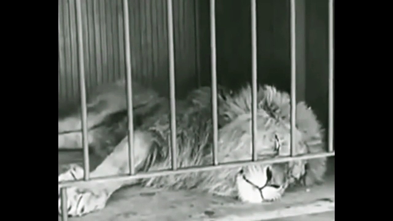 หนังตลก ชาร์ลี แชปลิน ตอน ละครสัตว์ ตลก ขำๆ_charlie Chaplin -Circus