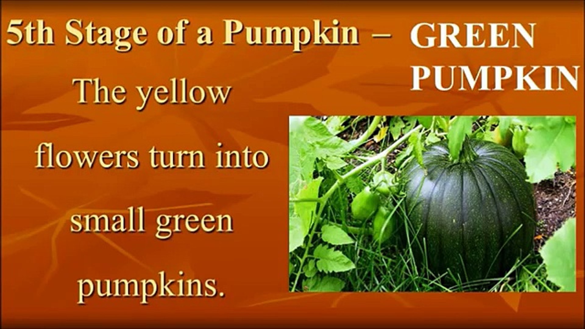 Life Cycle Of A Pumpkin For Kids Video Dailymotion