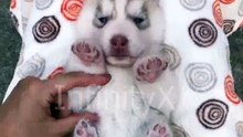 Cute Husky Puppy