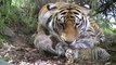 Tiger birth. Tigress gives birth to 5 tiger cubs at Tiger Canyons. Help tigers - share our posts