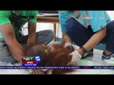 Petugas Menggrebek dan Selamatkan 2 Bayi Orang Utan dari Rumah Warga - Net 5