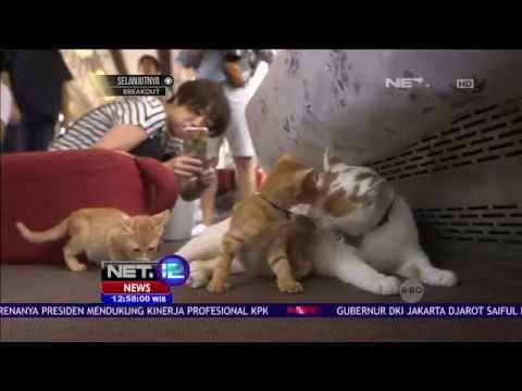 Kucing Liar Bebas Berkeliaran Dalam Kereta - NET12