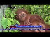 Populasi Terus Menurun, Upaya Penyelamatan Orangutan Terus Dilakukan - NET12