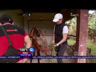 Chester, Kuda Yang Video Penyiksaannya Sempat Viral Kini Kembali Bugar - NET12