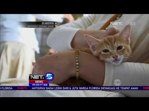 Di Jepang, Kucing Liar Bebas Belarian Di Kereta - NET5