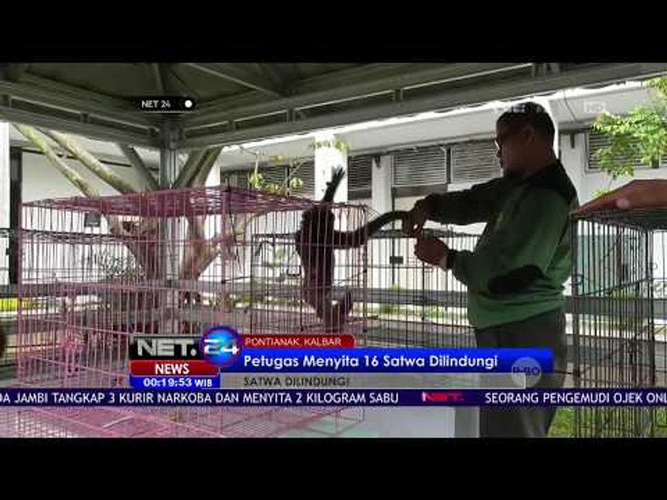 16 Ekor Satwa Dilindungi Yang Disita Dari Warga Diduga Akan Diperjual Belikan Organ Tubuhnya - NET24