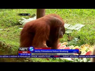 Ulang Tahun Jacky Jadi Daya Tarik Pengunjung - NET5