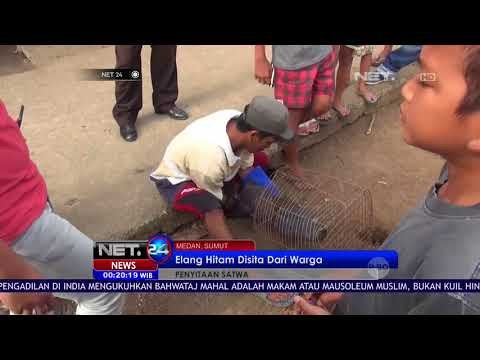 Elang Hitam Disita Dari Warga - NET24