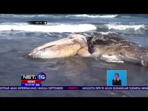 Bangkai Paus Terdampar, Warga Terganggu Bau Menyengat NET 16