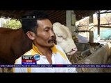 Sapi Ratuih, Sapi Dengan Daya Tahan Tubuh Lebih Kuat NET 12