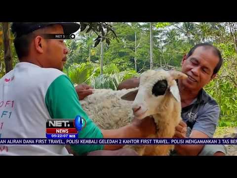 Profesi Pijat Sapi dan Tukang Jagal, Makin Ramai Jelang Idul Adha NET 5