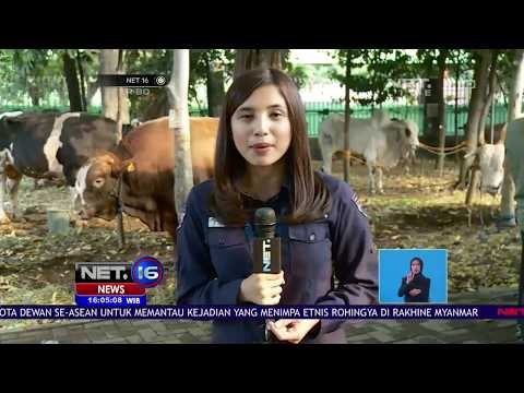 Live Report Penyembelihan Hewan Kurban yang Dimulai Setelah Ashar - NET16