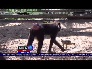 Monyet Yang Akrab Dengan Ayam, Gemes! NET 12
