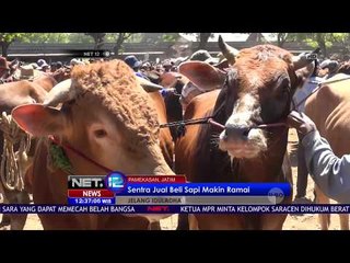 Sapi Madrasin, Campuran Sapi Madura dan Limosin Paling Dicari di Pamekasan NET 12