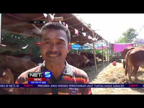 Sapi Jumbo Berbagai Jenis Menjadi Pilihan Kurban NET 5