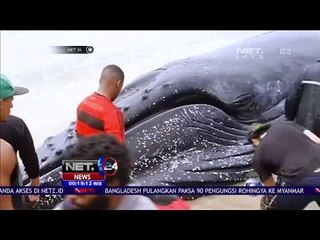 Warga Selamatkan Paus Terdampar di Brasil NET 24
