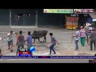 Sapi Kurban Jenis Lokal Mengamuk - NET12