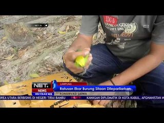 Ratusan Ekor Burung Sitaan Dilepasliarkan NET 24