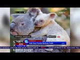 Unik Bayi Koala Berbulu Putih - NET12