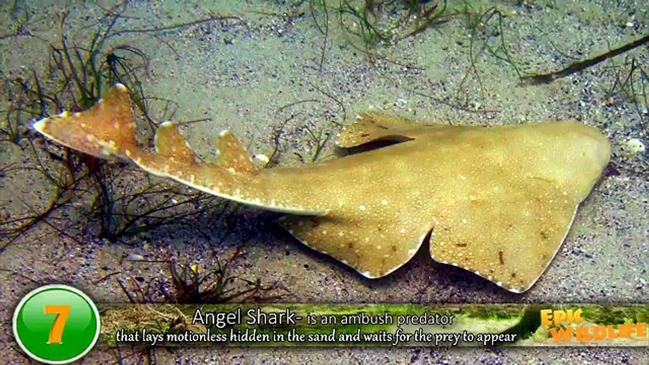 Sharks You Wont Believe Actually Exist