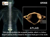 Spine or Vertebral column | Spine bones joints | Human Spine Anatomy 3D animation | Elearnin