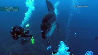 Divers dwarfed by enormous sunfish