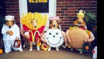 The best cute & funny cat dog pet animal Halloween costume ideas List of 2016