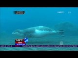 Hampir Punah, Ilmuwan Lakukan Penlitian Untuk Selamatkan Mediteranian Monk Seals - NET24