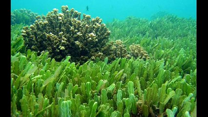 Хлорелла — полезный суперфуд во всех его проявлениях